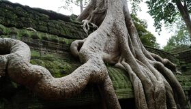 Tree Roots in the Temples Angkor Temples, Siem Reap